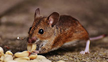 24 Hour & Emergency Exterminators in Moffat, CO